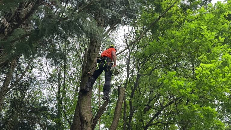 Best Tree Trimming and Pruning  in Lacoste, TX